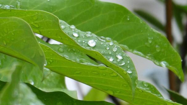 Drops on the leaves after the rain Drops on the leaves after the rain