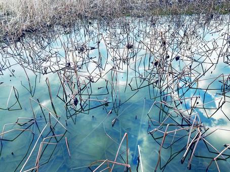 冬のハス畑 水面に映る空 冬のハス畑 水面に映る空の写真