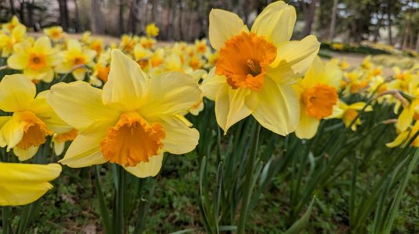黄色いスイセン 黄色いスイセン 花,国営ひたち海浜公園,スイセンの写真素材
