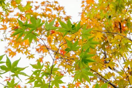 紅葉するモミジの葉2 紅葉するモミジの葉2 紅葉,秋,もみじの写真素材