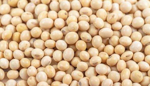 大豆の写真