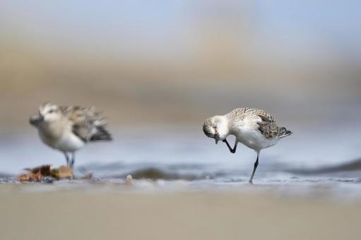 トウネンの写真