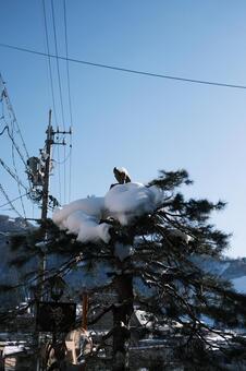 松の木に雪が積もった風景 松,松の木,松林の写真素材