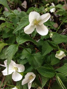 白い花 白い花の写真