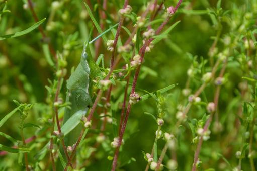 草むらに隠れるショウリョウバッタ ショウリョウバッタ,バッタ,昆虫の写真素材
