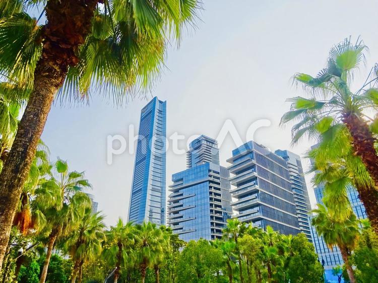 ヤシの木と深圳のスカイライン 青空,空,ブルースカイの写真素材
