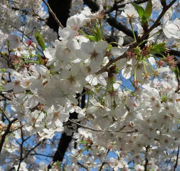 桜 桜,青空,春の写真素材