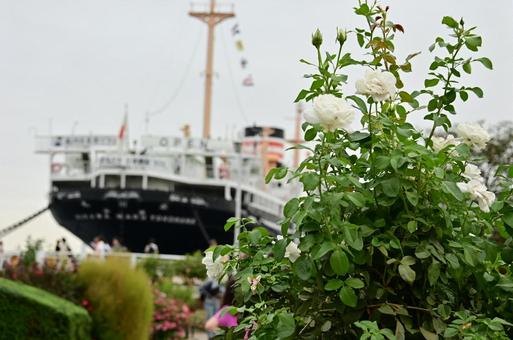 山下公園バラその他の写真