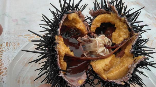 ウニ ウニ 天売島,グルメ,ウニの写真素材