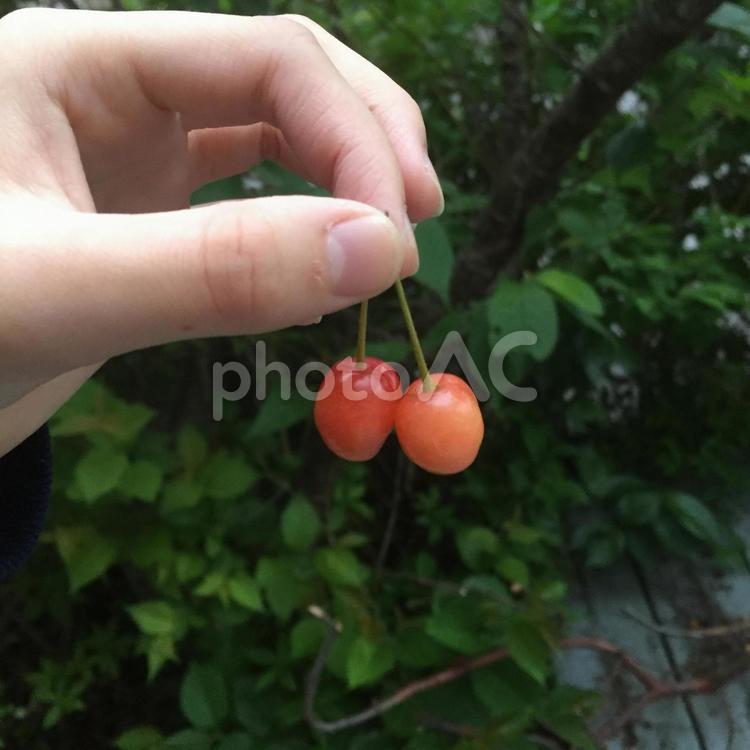 採れたてさくらんぼ さくらんぼ,果物,健康の写真素材