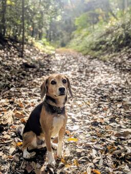 今日も清々しい道だね 犬,ビーグル,秋の写真素材