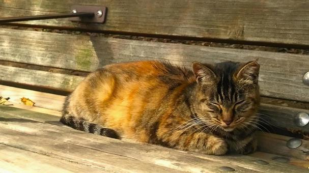 猫 2017 猫 2017 猫,サビ猫,食肉目の写真素材