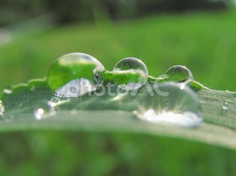 水滴と緑の葉と朝の光 水滴,すいてき,waterの写真素材