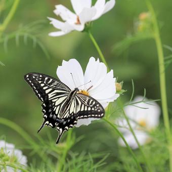 ナミアゲハ ナミアゲハ ナミアゲハ,アゲハチョウ,アゲハ蝶の写真素材