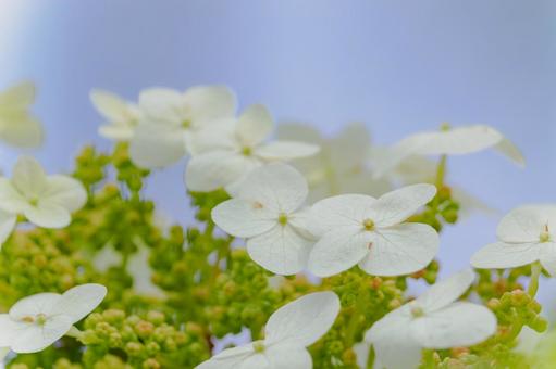 カシワバアジサイ⑹の写真