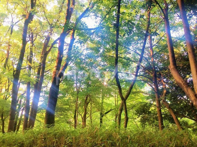 木漏れ日の森 風景,屋外で,晴れの写真素材