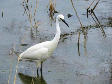 池の中を歩くコサギ 池の中を歩くコサギの写真