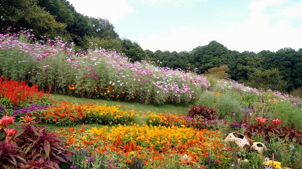 秋の花-332 秋の花-332 コスモス,ジニア,サルビアの写真素材