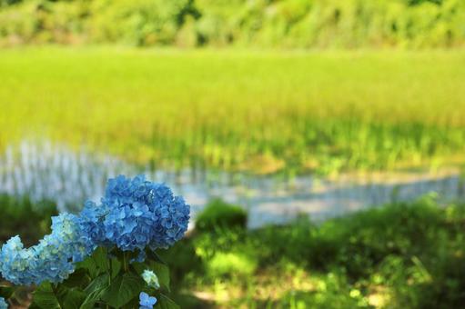 Photo, hiking, the scenery, hydrangea, 