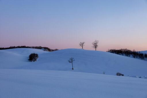 暁の空と青い雪原の稜線に立つ樹々 二本の木,樹木,雪原の写真素材