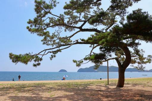 8月中旬のさぬき市津田の松原海水浴場 8月中旬のさぬき市津田の松原海水浴場の写真