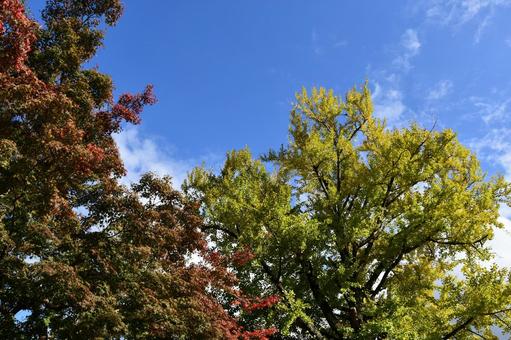 秋晴れの空と紅葉はじめの樹木 秋,イチョウ,銀杏の写真素材