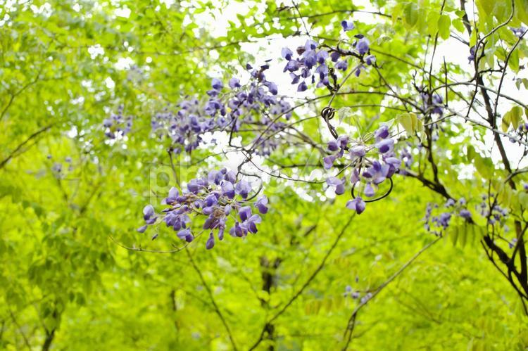 新緑　藤の花　木漏れ日　森林浴　ハイキング　散歩　トレッキング　 登山道,山奥,熊本県の写真素材