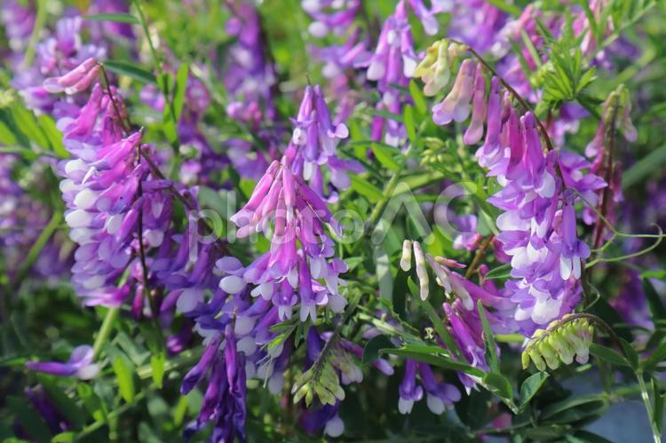草花　ナヨクサフジの花 ナヨクサフジ,花,植物の写真素材