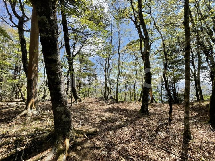 県民の森の中を歩く 森,光,きれいの写真素材