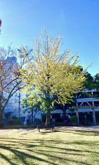 木陰と木漏れ日の風景写真 木陰と木漏れ日の風景写真の写真