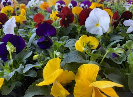 パンジー　花 園芸,花,ガーデニングの写真素材