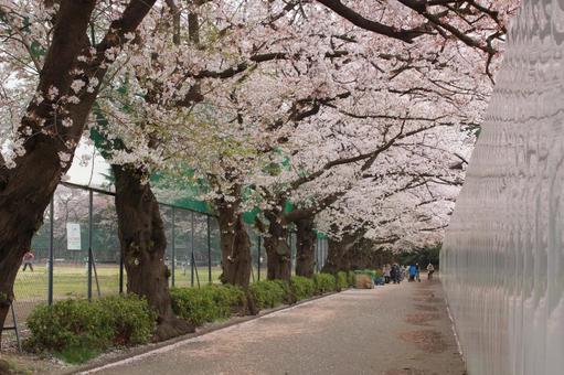 桜 桜の写真
