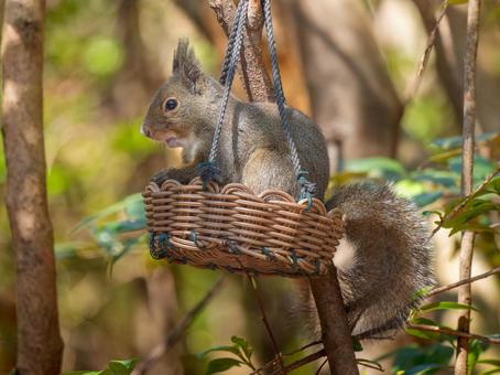 餌を食べるニホンリス 餌を食べるニホンリスの写真