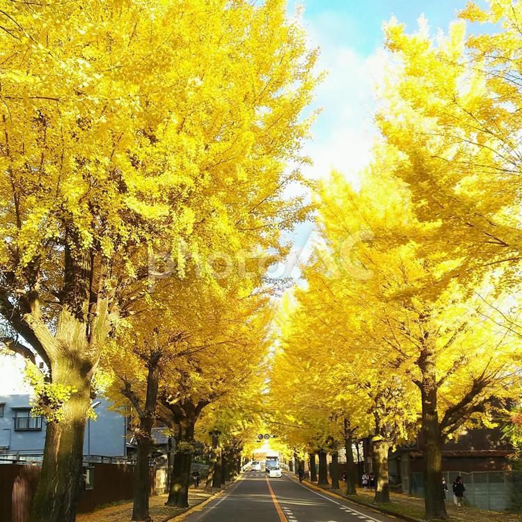 銀杏並木 イチョウ,イチョウ並木,屋外での写真素材