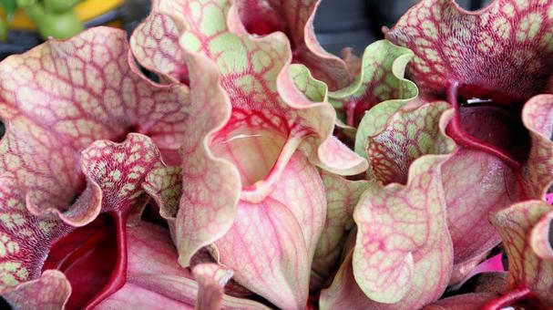 食虫植物 サラセニア・プルプレア 食虫植物 サラセニア・プルプレアの写真