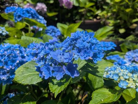 紫陽花 紫陽花の写真