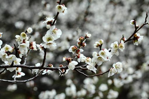 寒空の下気品良く 植物,花,梅の写真素材