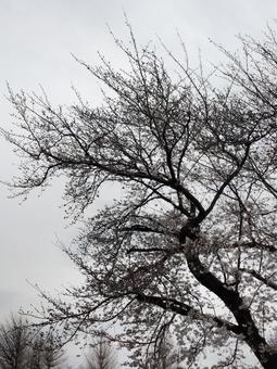 桜の木 桜の木の写真