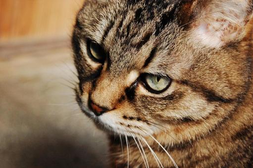 Photo, cat&#39;s line of sight, seriously, healing, 
