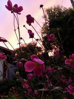秋明菊の夕暮れ 秋明菊の夕暮れ 夕暮れ,花,秋明菊の写真素材