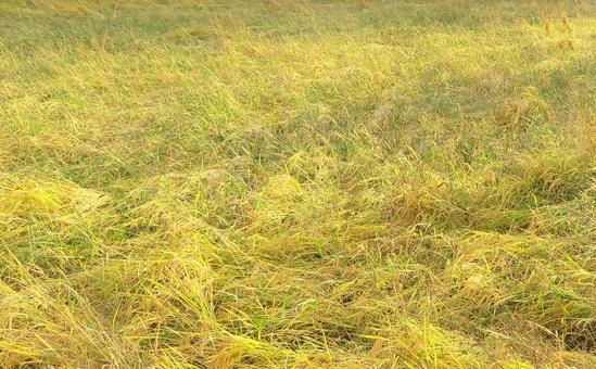 収穫放棄?の稲田の写真