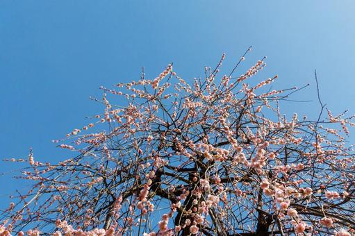青空に映える満開の梅 梅,迎春,梅の花の写真素材