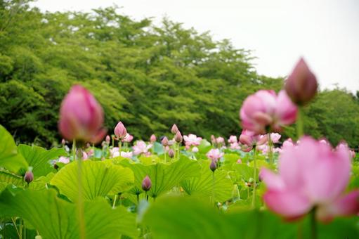 蓮が咲き誇る風景 蓮が咲き誇る風景の写真