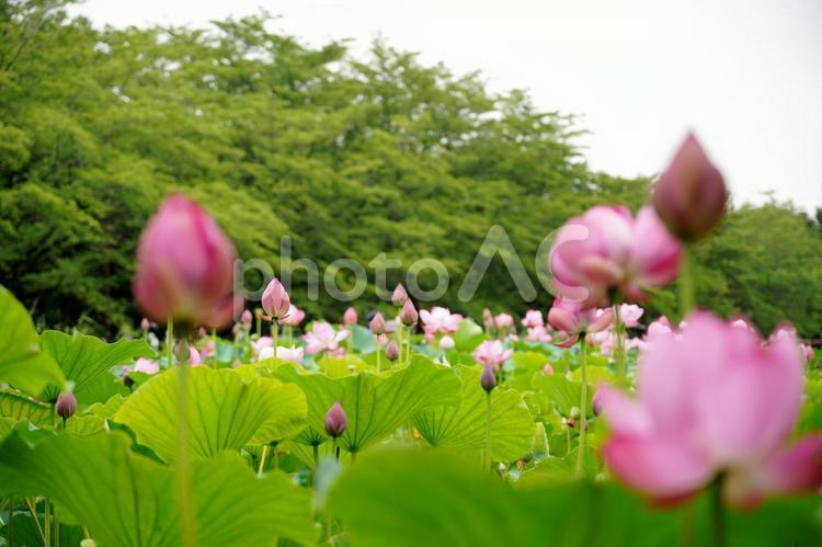 蓮が咲き誇る風景 蓮,花,植物の写真素材