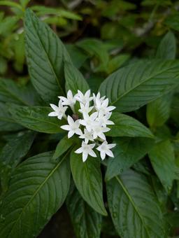 白いペンタス ペンタス,白,鮮やかの写真素材