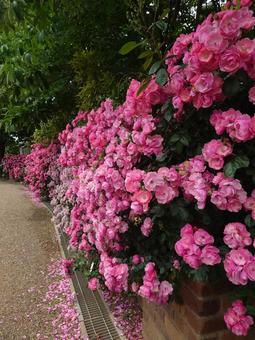 ばらの通り ばらの通り ハイジの村,ばら,薔薇の写真素材
