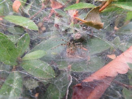 Photo, cragmo, grass spider, shed net, 