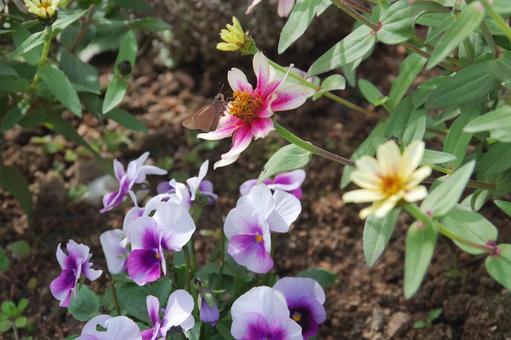 花の蜜を吸う昆虫 昆虫,蛾,茶色の写真素材