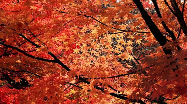 11月の河口湖畔の紅葉したモミジ 紅葉,秋,もみじの写真素材