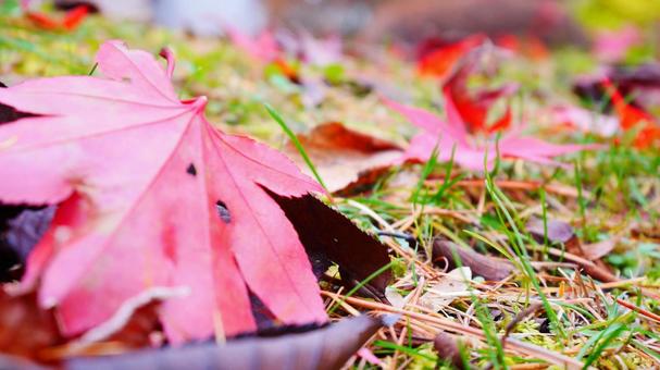 落ち紅葉 日本,秋,紅葉の写真素材
